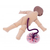 Foetal Doll With Placenta